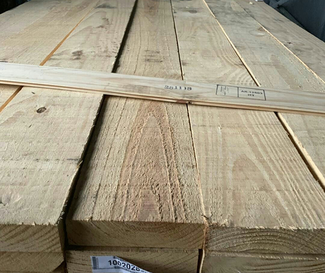 无为阿根廷松木